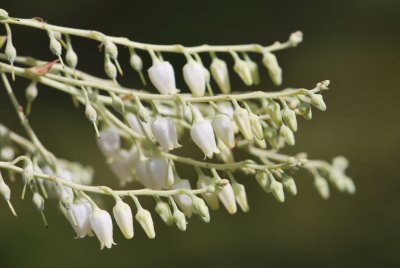 Oxydendrum arboreum - kysloun stromový - květenství
